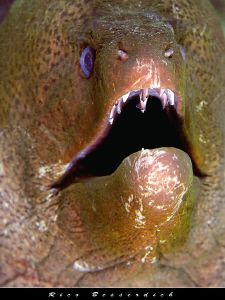 I am hungry !!! by Rico Besserdich 
